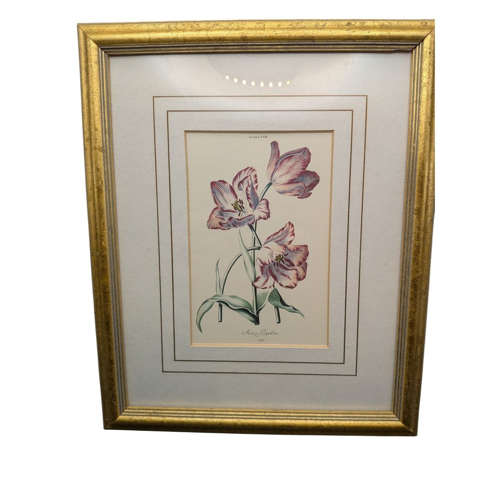 Vintage Keizer Leopoldus Tulipa XXII Botanical Print Gold Gilt Framed Art